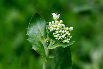 little white in nature. macro