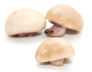 mushroom on a white background