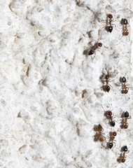 ants on the wall. macro