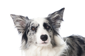 Liegender Border Collie