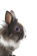 Obraz premium Zwergkaninchen