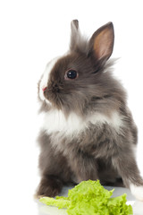 Obraz premium Zwergkaninchen