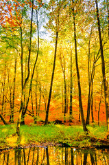 Fototapeta premium Buchenwald mit Bach im Herbst