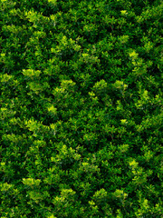 seamless texture of green leaves