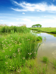 ponds and reed,landscape
