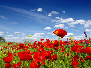 red poppy and wild flowers