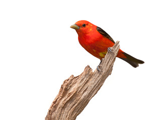 Tanager Attitude