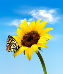Fototapeta premium Background with sunflower field over cloudy blue sky. Vector