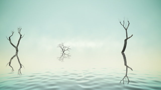 River with old trees and fog loop