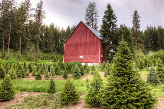 Rural Christmas tree farm.