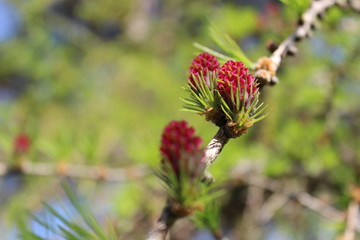 flower on a branch