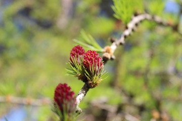 flower on a branch
