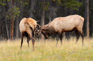 Rocky Mountain Elk Rutting