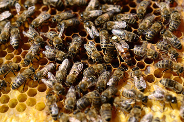 Bee colony in beehive