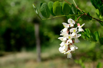White acacia flower blossom at spring