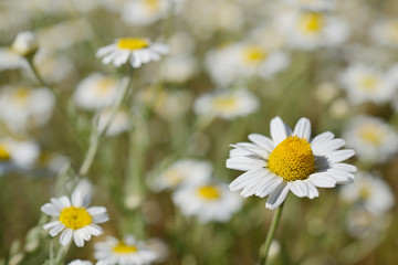 Fresh chamomile in the meadow