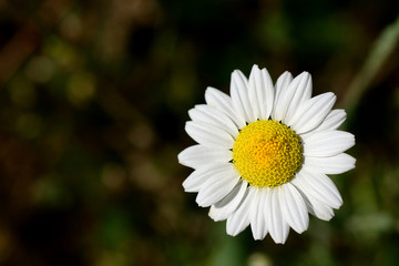 Obraz premium Fresh chamomile flower