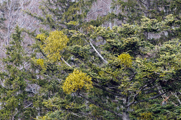 Parasitic plant mistletoe (Viscum album) on a common spruce
