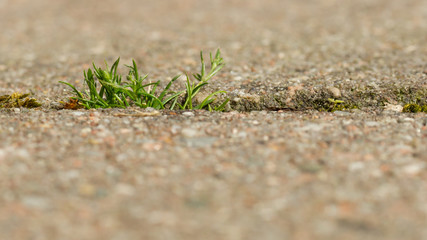 Grass growing on the pavement