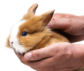 little baby rabbit in hands close up