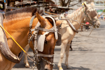 horse drawn carriage in the old spanish town in vigan, south ilocos, philippines
