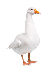 Obraz premium Domestic goose