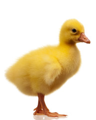 Domestic gosling