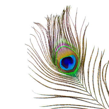Peacock feather on a white background
