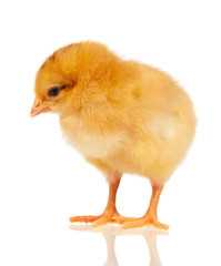 Little chicken