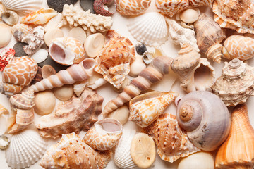 sea shells background