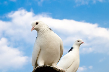 two doves