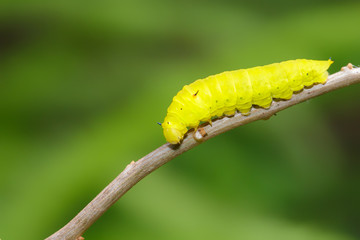 Green caterpillar