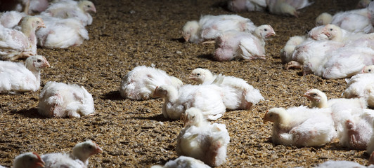 chicken for meat
