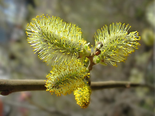 Obraz premium Spring. Catkins of pussy-willow close up