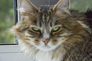 severe cat