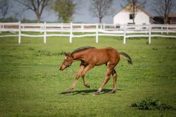 Fototapeta premium Foal