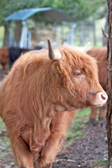 VACHE HIGHLANDER  LOIRE 3