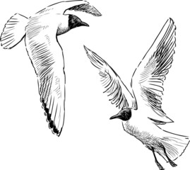 Obraz premium flying gulls