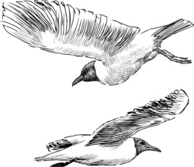 Fototapeta premium flying seagulls