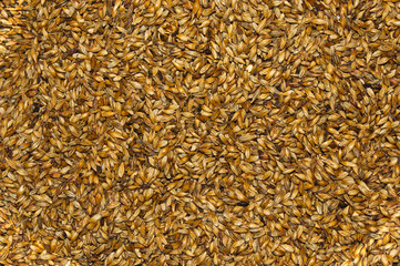 Malt closeup