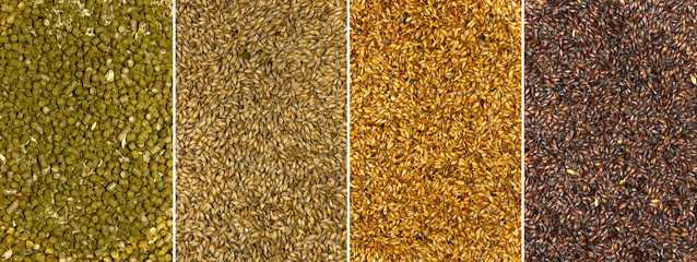 Backgrounds of malt seeds and dried hops