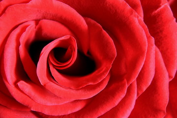 Red Rose Macro 1