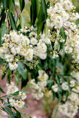 Flowering Gum Tree