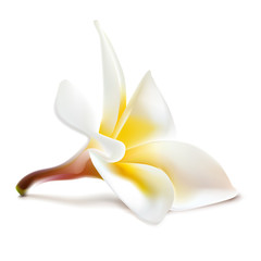 Vector magnolia flower.