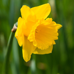 Daffodil