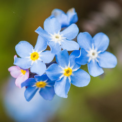 Blue Bloom Posy
