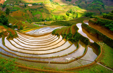terraced rice fields with water in Mu Cang Chai\, Vietnam