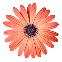Peach Color Daisy