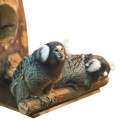 two marmoset isolated on white