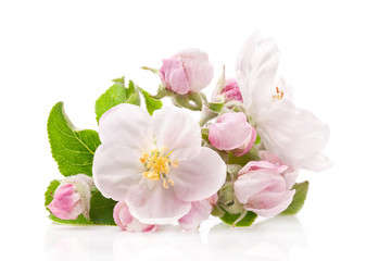 Fototapeta na wymiar Apple tree flowers isolated on white, spring blossoms